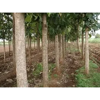 Natural Teak Plant